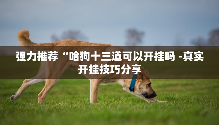强力推荐“哈狗十三道可以开挂吗 -真实开挂技巧分享